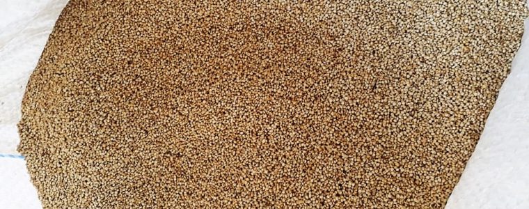 Floryl inicia beneficiamento de quinoa e chia