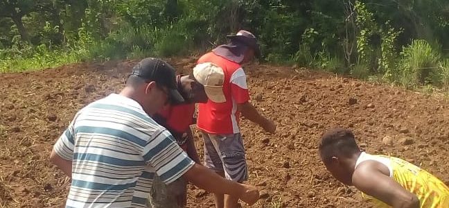 Floryl apoia plantio de quinoa e chia orgânicas na comunidade quilombola local de BacuPari